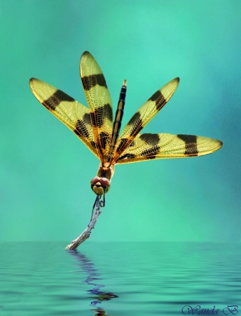 Dragonfly at Pond