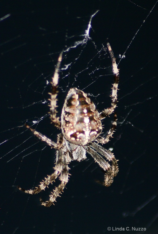 The Itsy Bitsy Spider.......*SHUDDER*.....