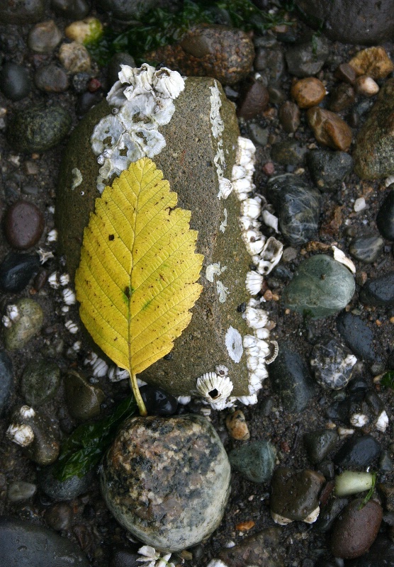 Leaf and Barnacles - ID: 6967036 © Patricia A. Casey