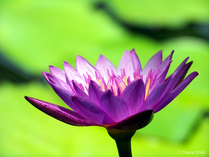 Waterlily