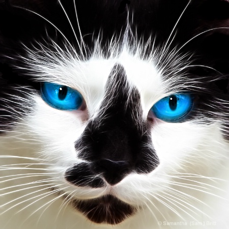 <b>Blue Eyed Bearded Stray</b>