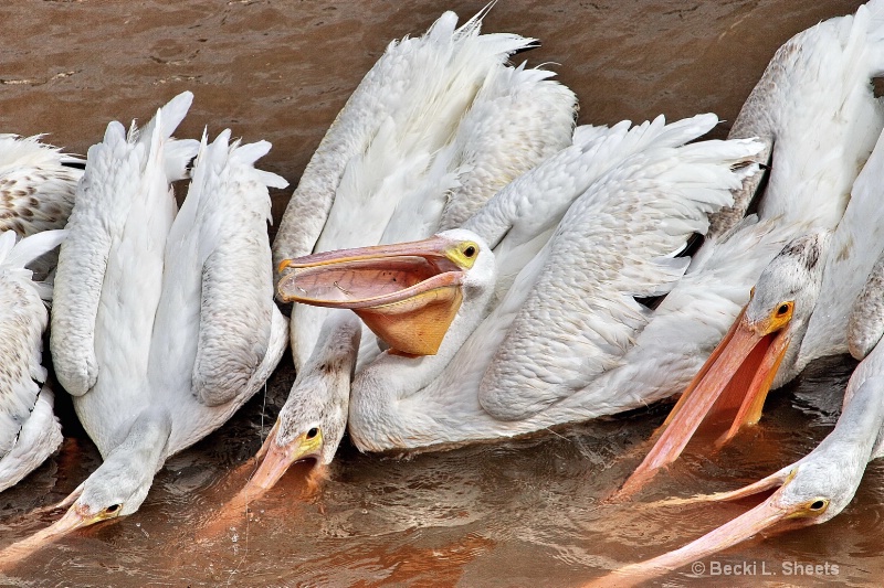 Pelicans Feeding