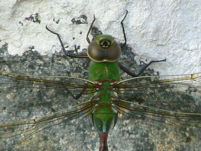 dragon fly close up