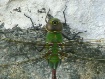 dragon fly close ...