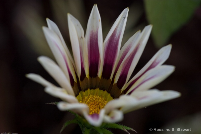 Flower - ID: 6969018 © ROSALIND S. STEWART