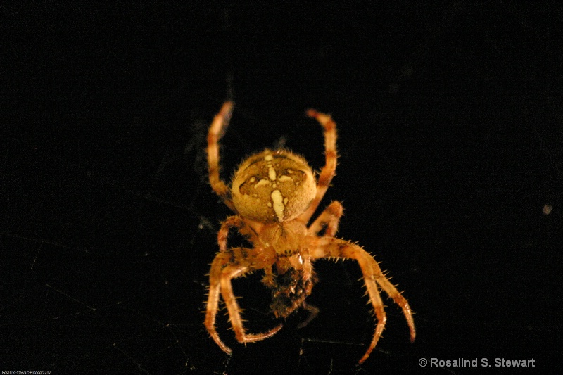 Spider - ID: 6969045 © ROSALIND S. STEWART