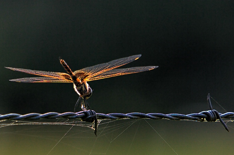 Wired Dragonfly