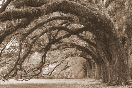 Nature's Archway #2