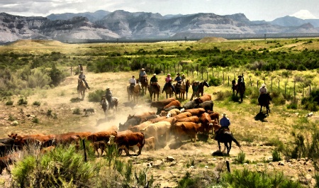 Herding Cows 