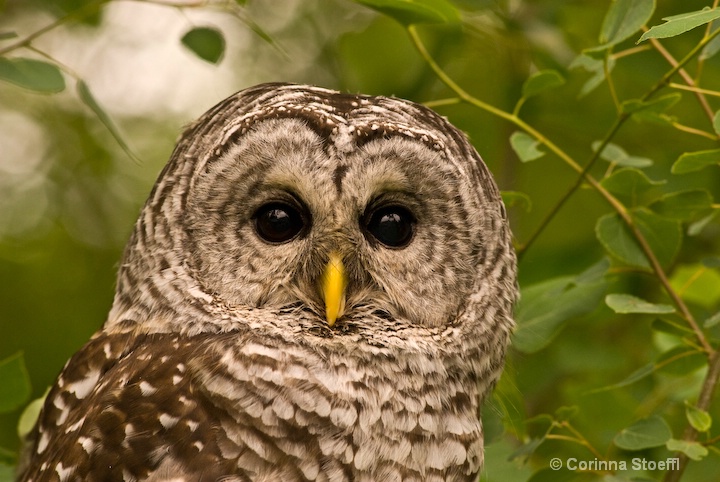 Barred Owl 2 <>