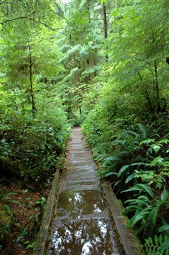 WA. Rain Forest
