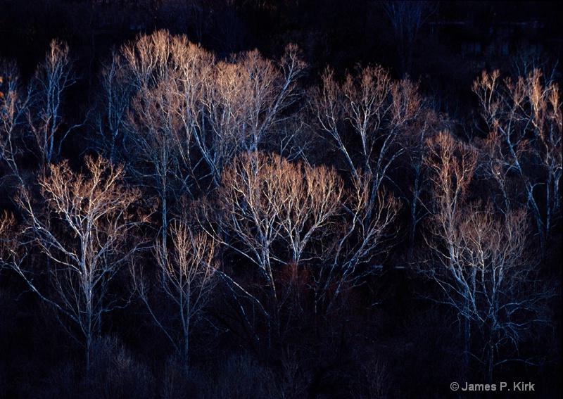 Winter Fire, Potomac River Sycamore Trees