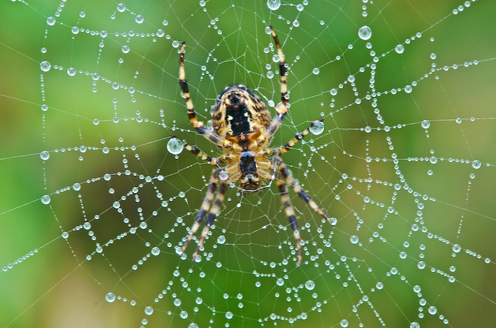 Early morning spider