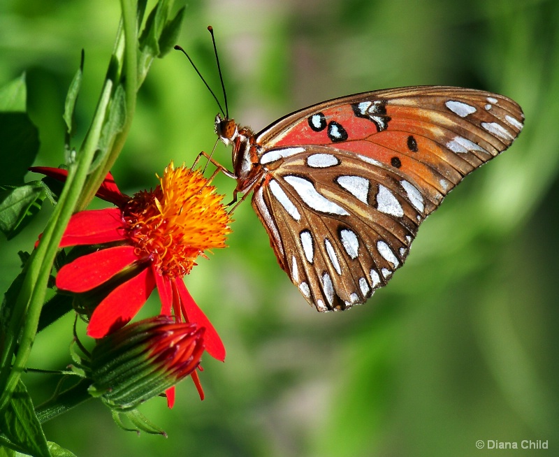 Gulf Fritillary