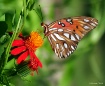 Gulf Fritillary