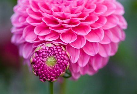 Dahlia Bud framed by Dahlia