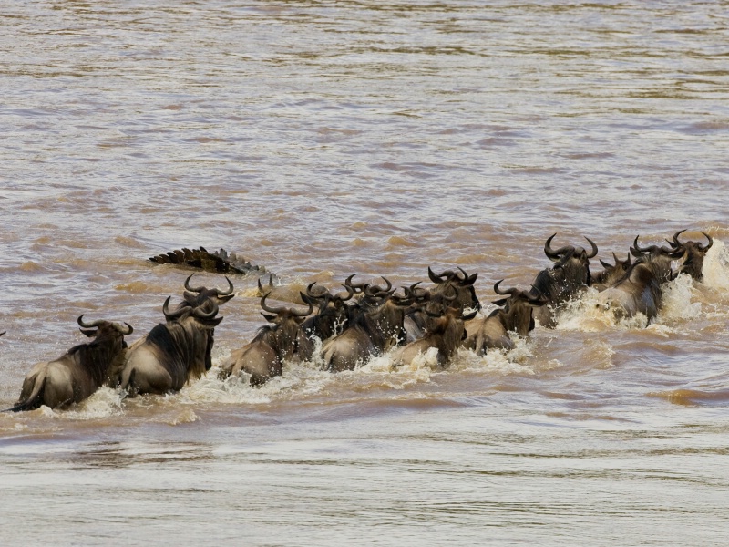 Wildebeest Crossing with Crocodile - ID: 6981382 © James E. Nelson