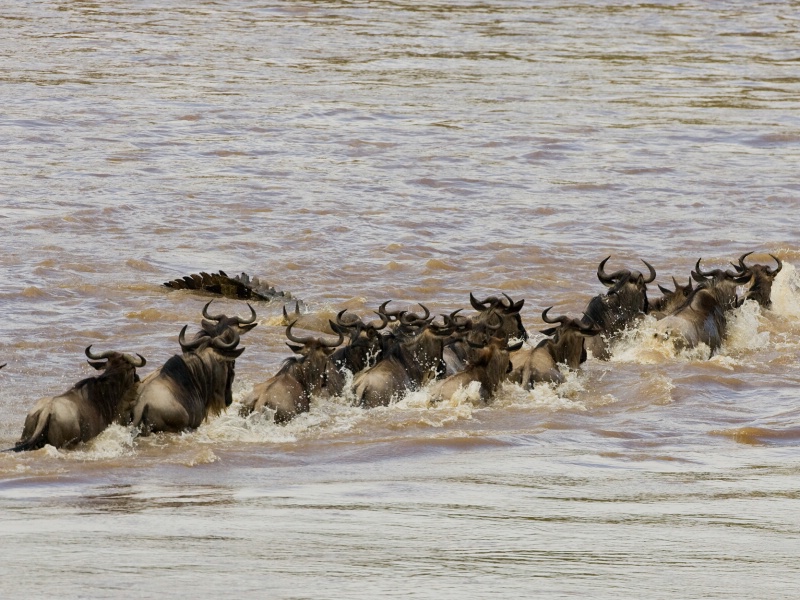 Wildebeest Crossing with Crocodile - ID: 6981382 © James E. Nelson