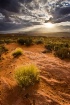 Arizona Sun