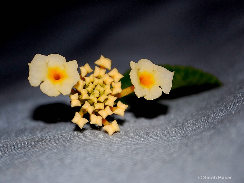 yellow and white flower