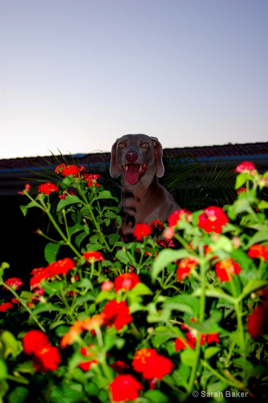 dakota with flowers