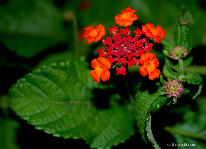 colorful flower