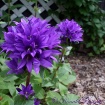 A Purple flower.