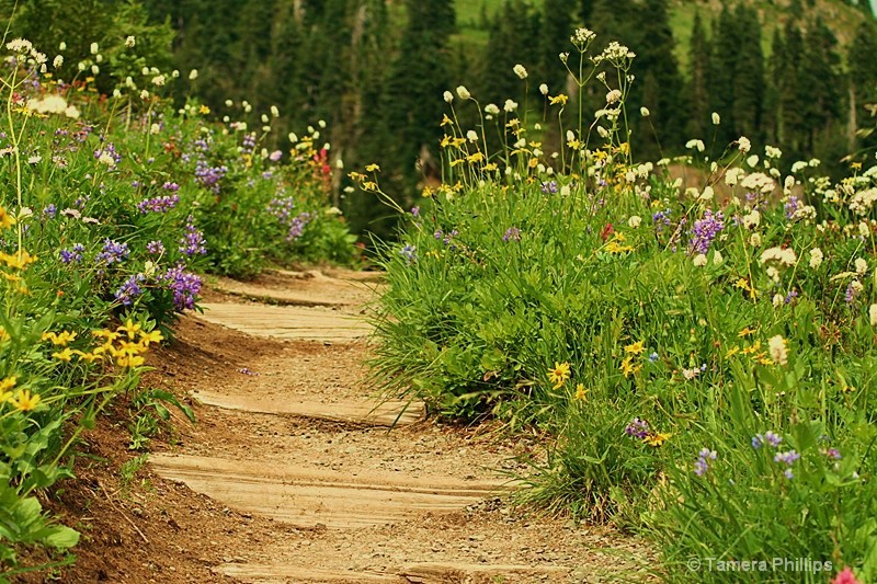 Mountain Path