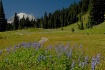 Chinook Pass