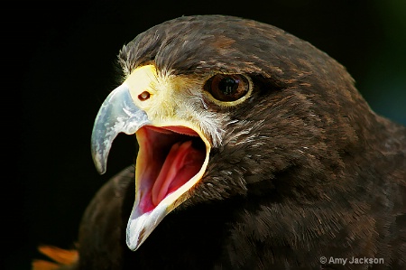 Harris' Hawk