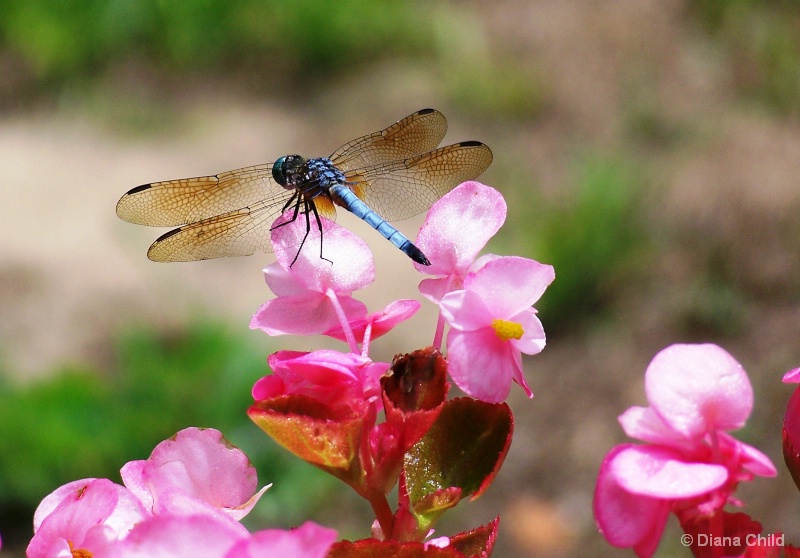 Dragonfly