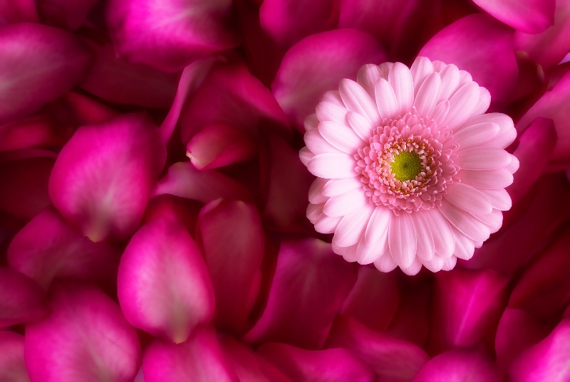 On a Bed of Roses