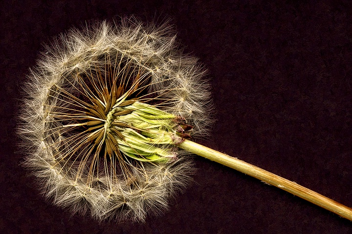 Cross-section of a Dandelion