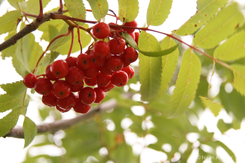 Tree Berrys