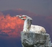 Majestic