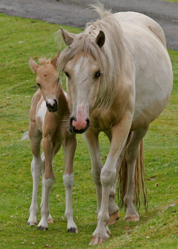 Mare and Foal 2