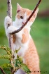tree climber