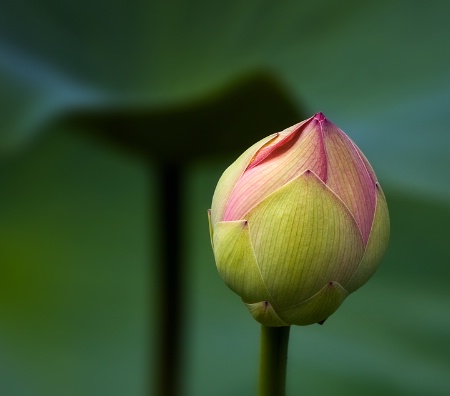 The Last Lotus