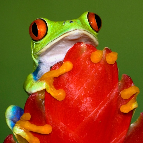 Red Eyed Tree Frog - ID: 6998683 © Stacey J. Meanwell