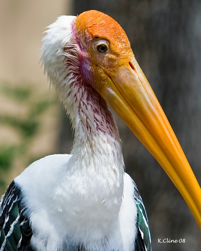 Colorful Beak
