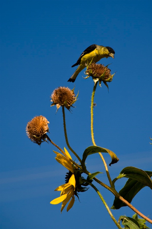 Gold Finch enjoying the sunflowers