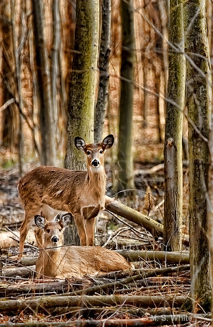 Natural Family Portrait