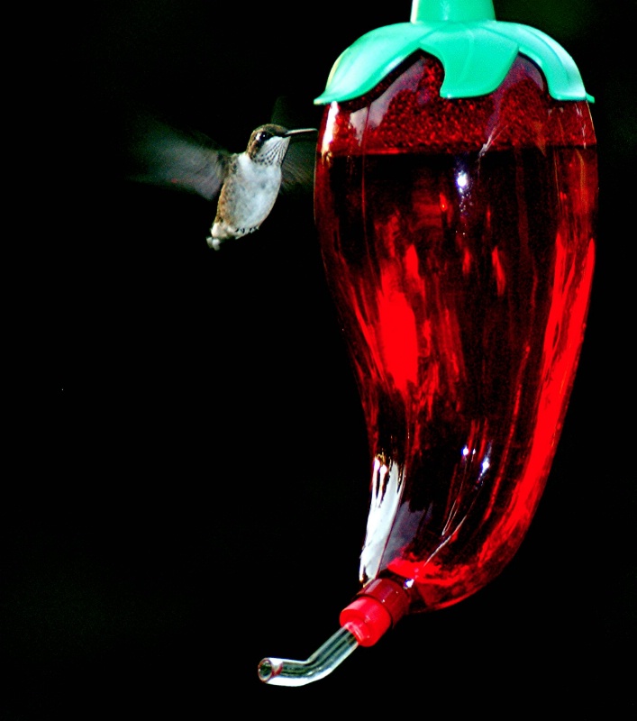 Little Humming Bird 