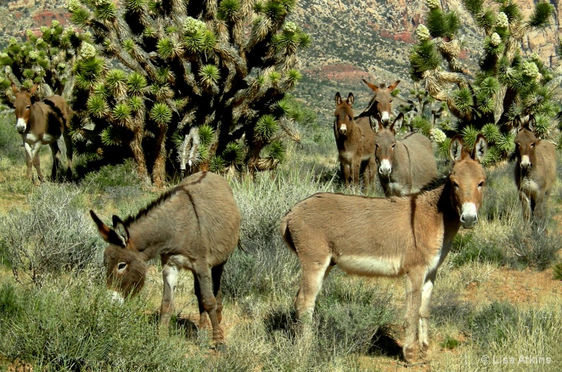 Wild Burros of the Mojave Desert     J-69-29