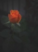 Rose at Dusk