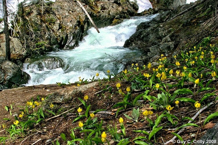 Springtime Creek in HDR