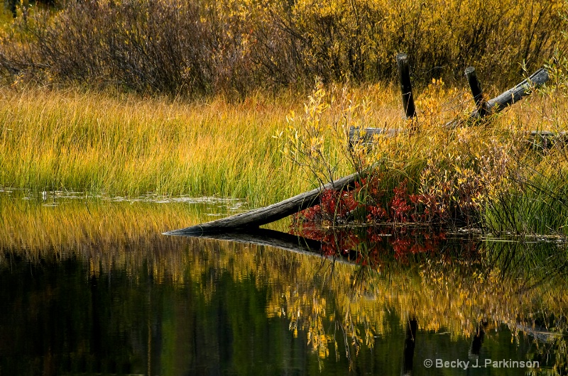 Golden Wetlands