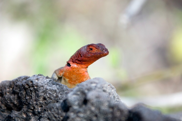 Male lava lizard, Galapagos Islands - ID: 7008541 © Stacey J. Meanwell