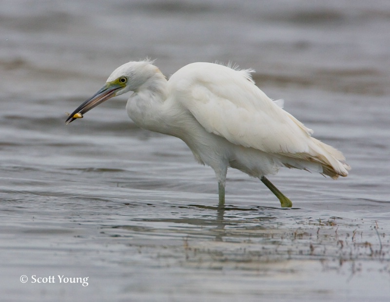 Juvenile Little Blue Heron, Chincoteague, VA - ID: 7009699 © Richard S. Young