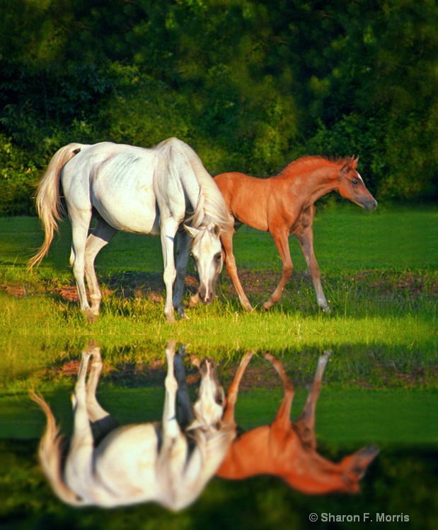 Arabian mare and foal